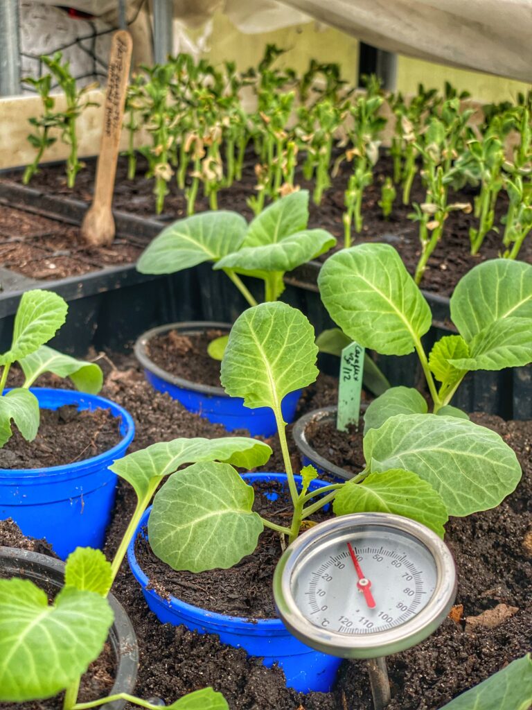 Varmebed i Yens have med udplantningsplanter af spidskål og ærter i januar måned