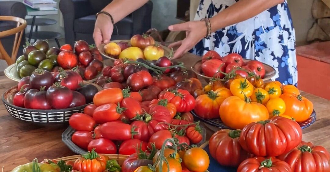 Tomater og Tapas – alt om tomatdyrkning