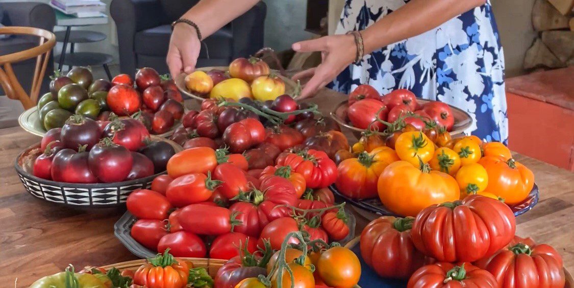 Tomatdyrkning 8 til forspiring af tomater Yens Have