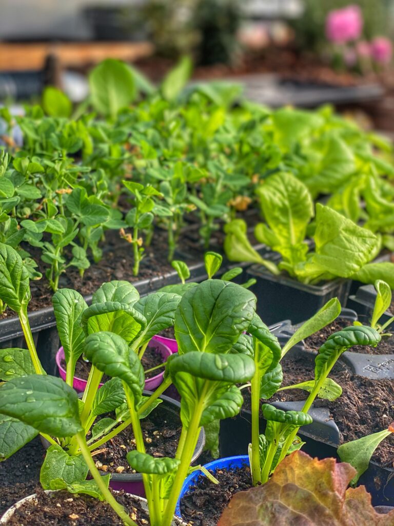 tatsoi, salat og ærter efter en kold nat i februar