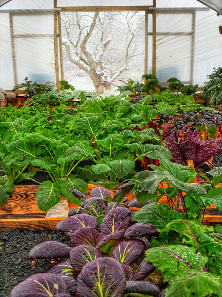 Grøntsager i polytunnel om vinteren