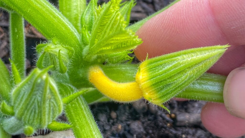 Hunblomst på gul sommersquash