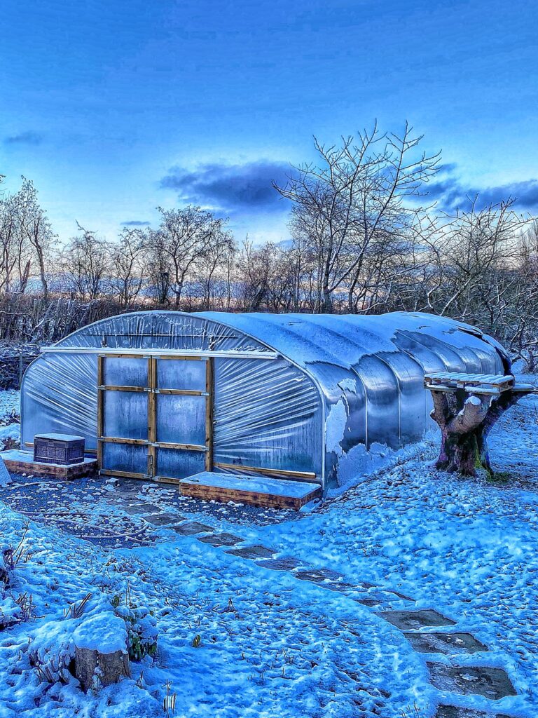 Polytunnel med sne på