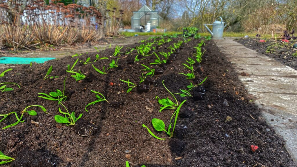 Spinatplanter klar til plantning 