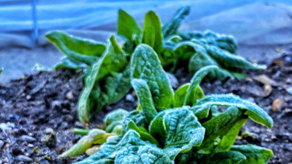 Spinatplanter med frost på bladene