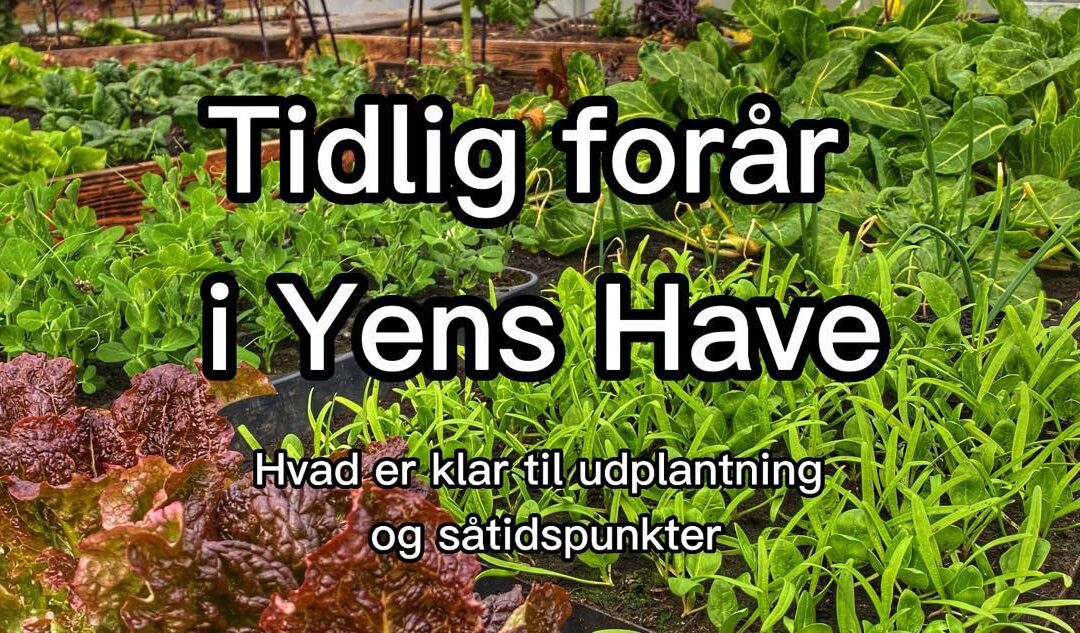 Grønt til udplantning medio Marts i Yens Have