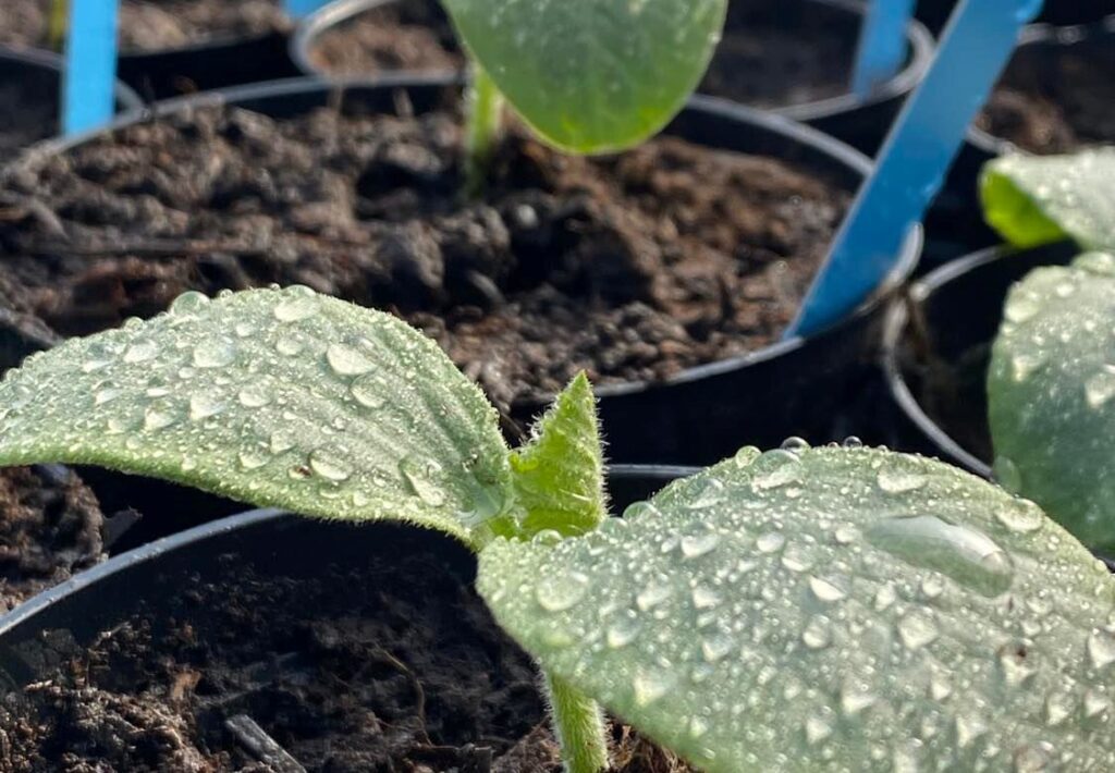 Squash der vokser i sin egen potte