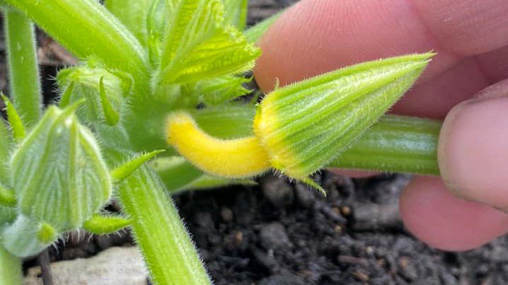 Hunblomst på sommersquash "Soleil". Den gule fortykning bag blomsten er et frugtanlæg