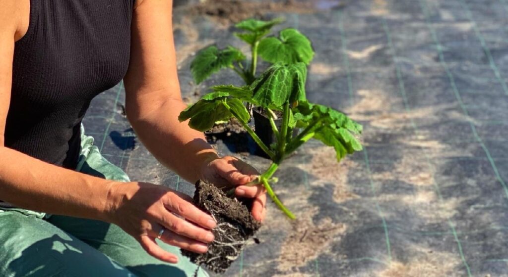 Squash og græskar plantes i Yens Have i maj