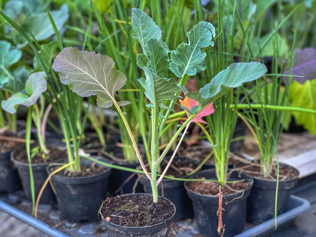 Kålplante i vækststandsning. De underste blade er misfarvede, rødderne fylder hele potten, og planten har ikke vækstet i dage