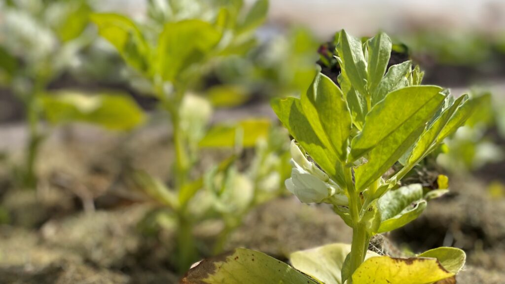 Hestebønneplante med gule og udtørrede blade. Østenvinden og manglende jorddække har forårsaget gule og udtørrede blade og planten er så stresset så den blomstrer inden den har nået fuld størrelse