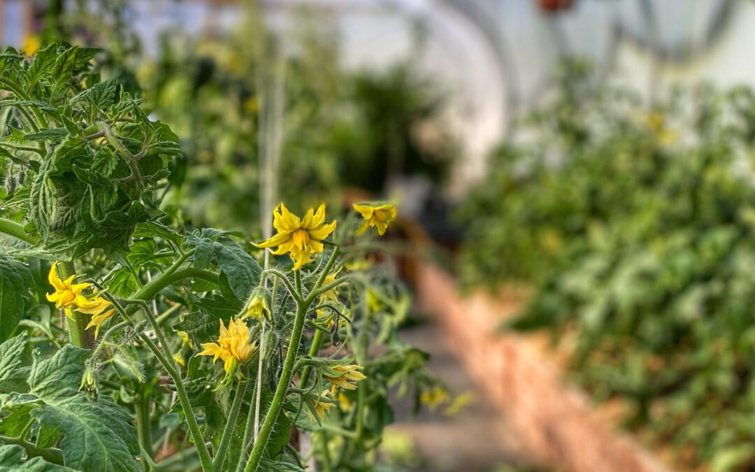 Drivhustomater og blomsterfald – hvorfor, og hvad kan du gøre?