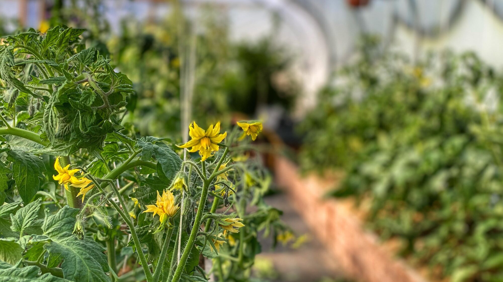 Tomaterne blomstrer i Yens Have