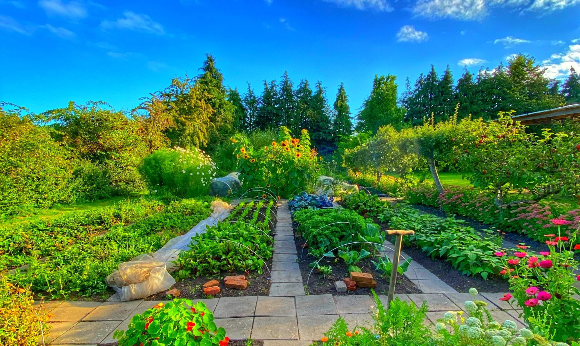 Yens have med blå himmel