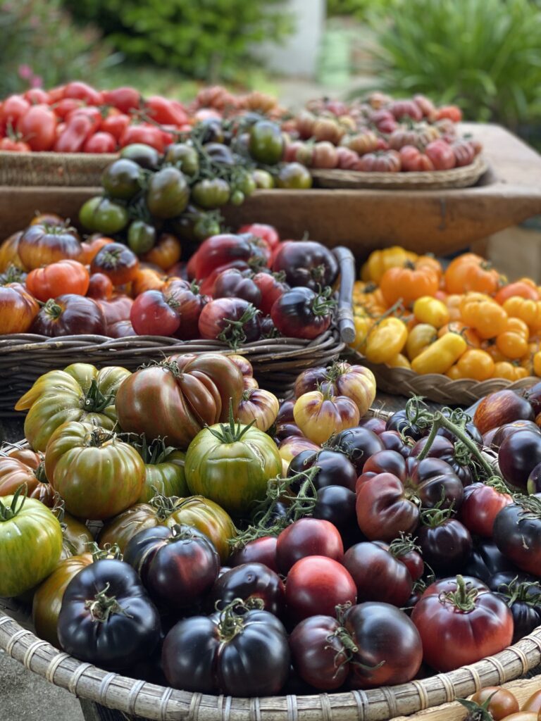 Friskhøstede tomater fra Yens have