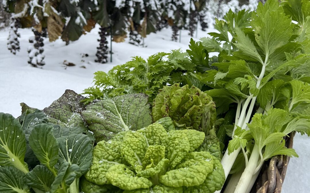 Vinterdyrkning og sæsonforlængelse