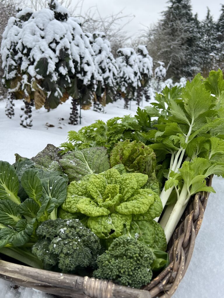Bladgrøntsager i sneen vinterdyrket i Yens have