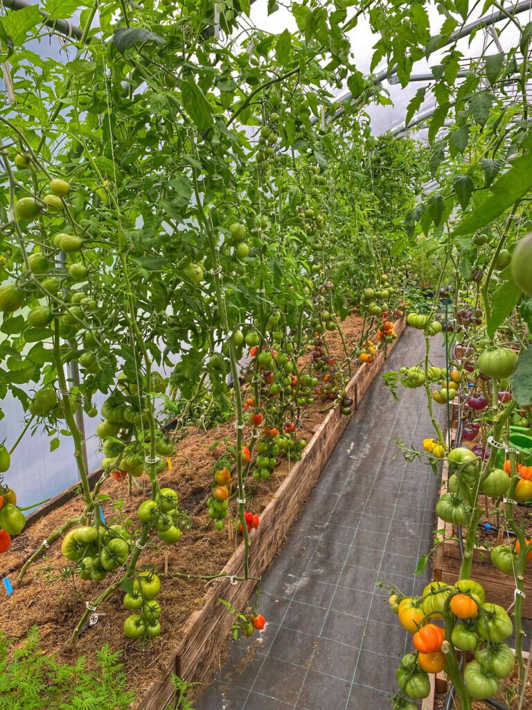 Tomatsæson i Yens Have