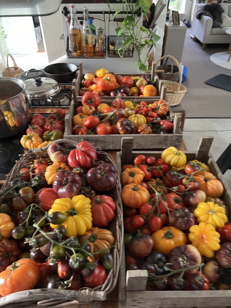 Tomathøst og konservering i Yens Have