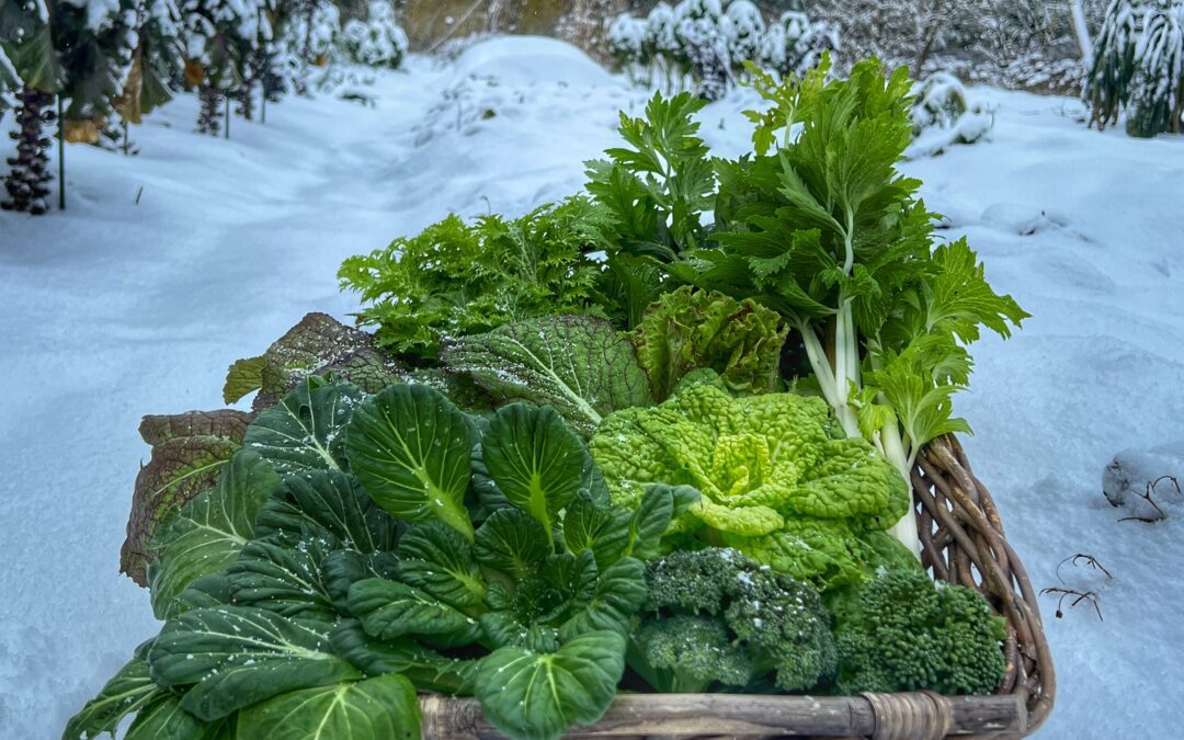 Vinterdyrkning og sæsonforlængelse