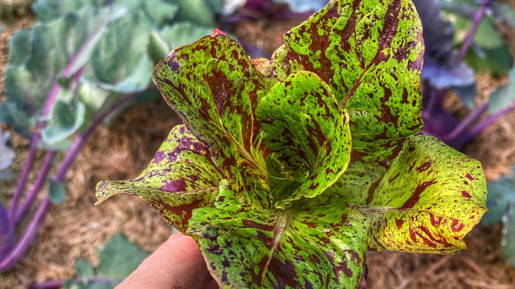 En sund og robust salatplante klar til udplantning i Yens Have