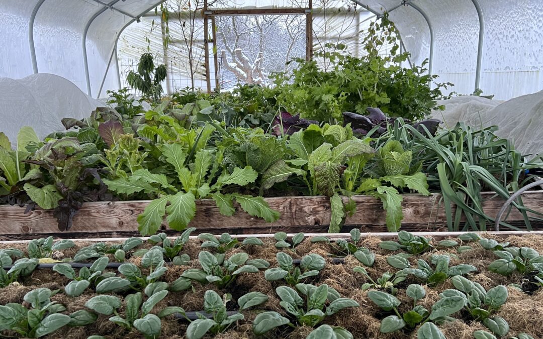 Vinterdyrkning og sæsonforlængelse