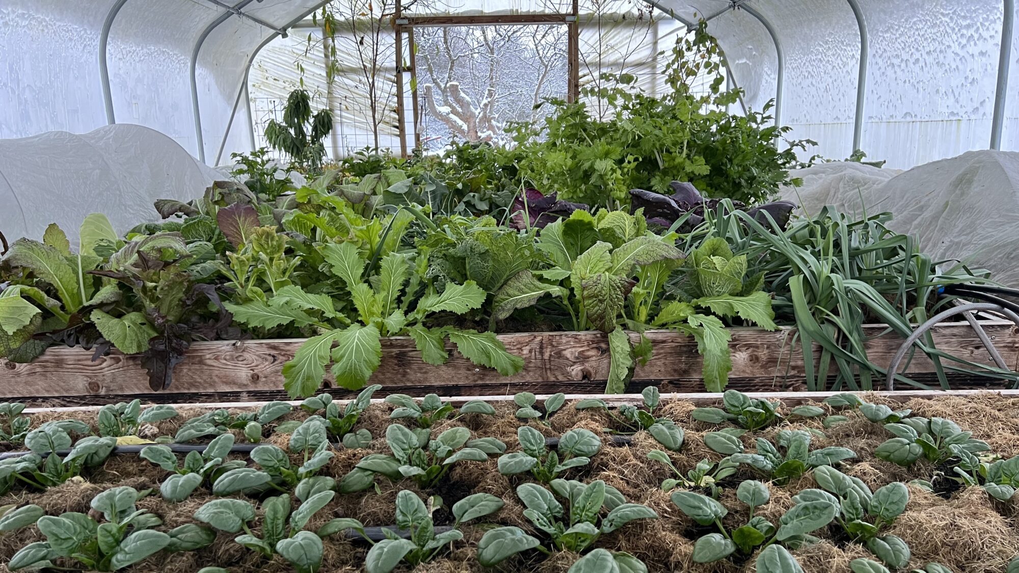 Vinterdyrkning i Yen Frydensberg Egebaks drivhus guide til vinterdyrkning