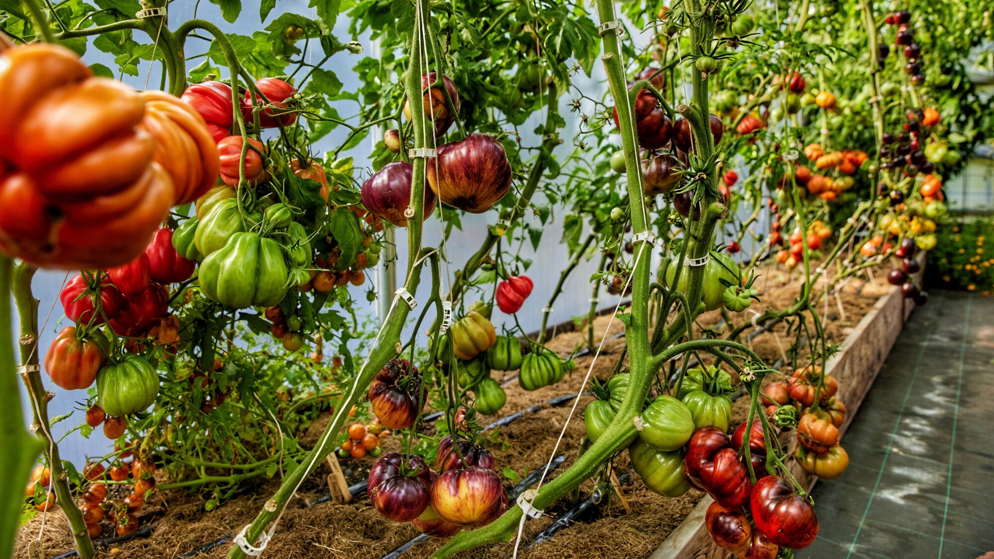Tomater gødet med æg og banan Tomater gødet med æg og banan i Yens Have