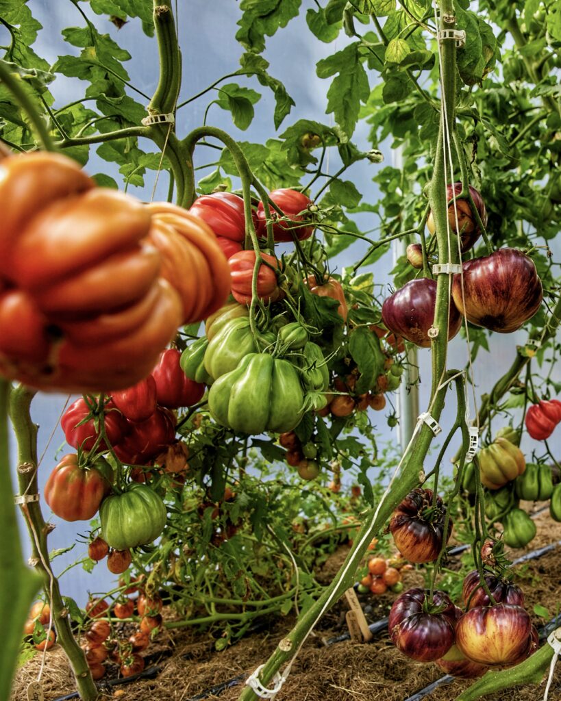 Tomater gødet med banan og æg i Yens have