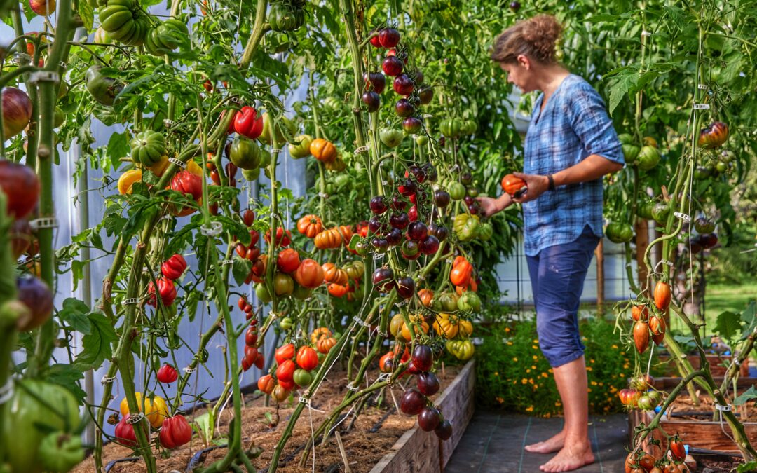 Forspiring af tomater – miniguide til drivhustomater