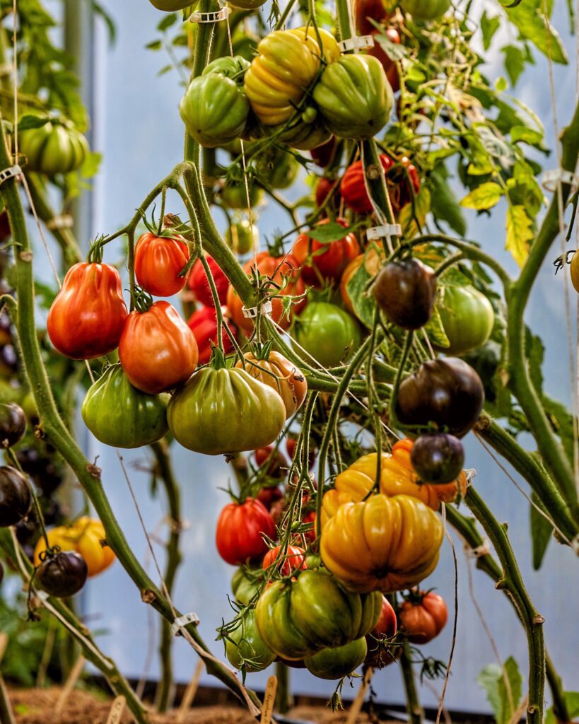 Tomathøst i Yens Have