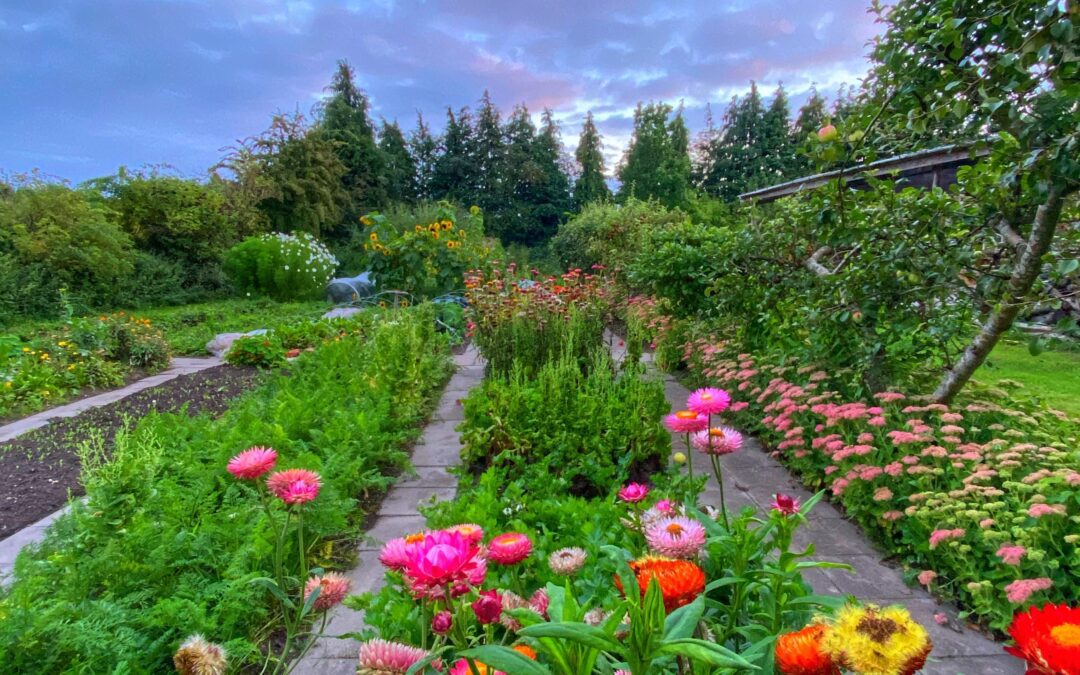 Den regenerative køkkenhave