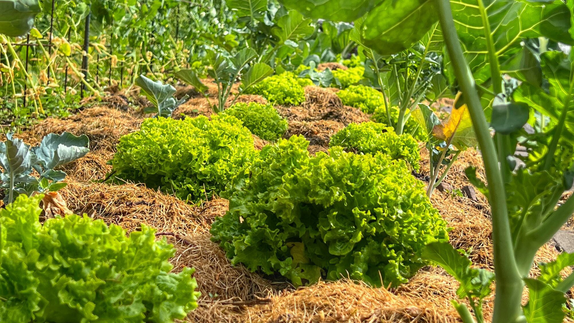 Salat og broccoli i et jorddække af græsafklip i Yens Have Salat og broccoli i et jorddække af græsafklip i Yens Have