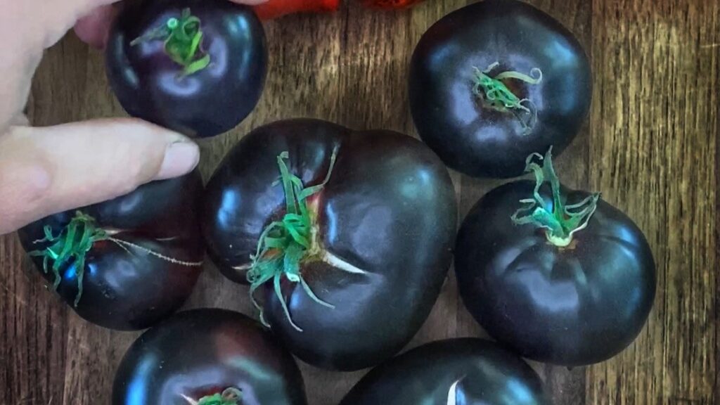 Black Beauty, verdens sorteste tomat 