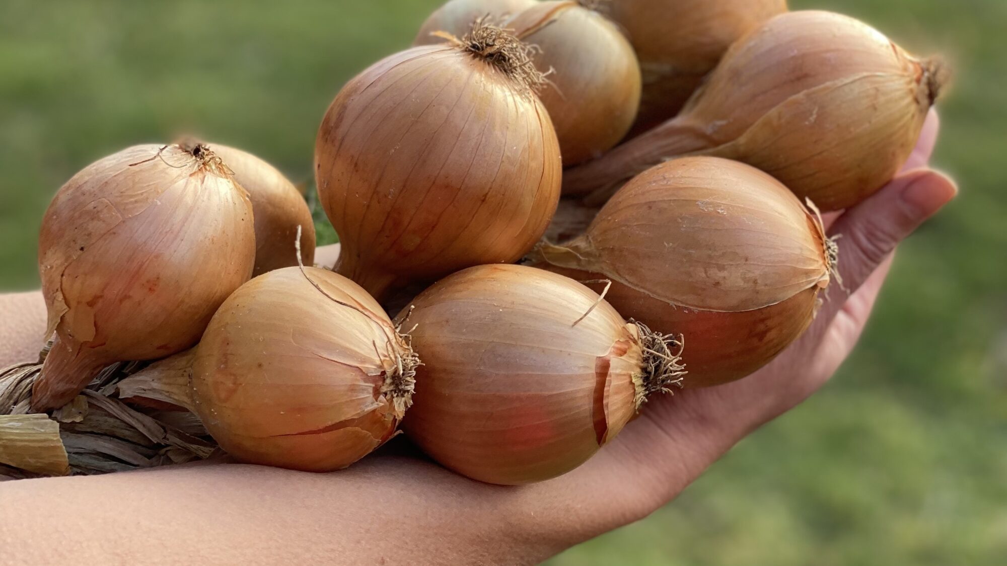 Høstede løg fra Yens Have, klar til opbevaring