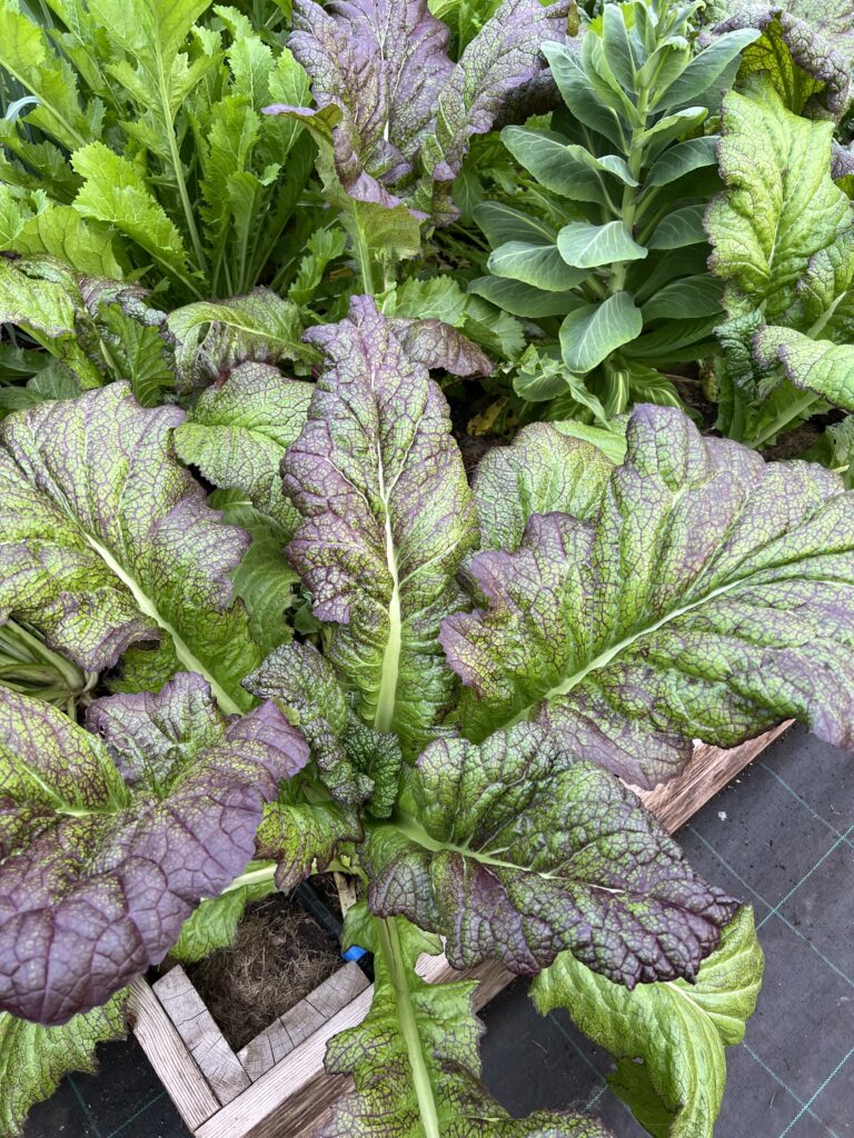 Bladsenneppen Red Giant vokser i drivhuset i Yens Have