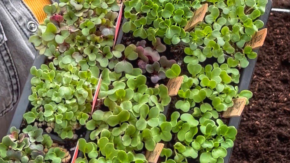 Forspiret salat (foto: Yen Frydensberg Egebak) FOrskellige forspirede salater i Yens have