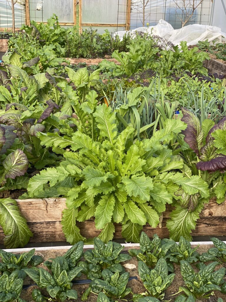 Fuldt udvokset bladsennep, 'Green in snow', vinterdyrket i Yens Have