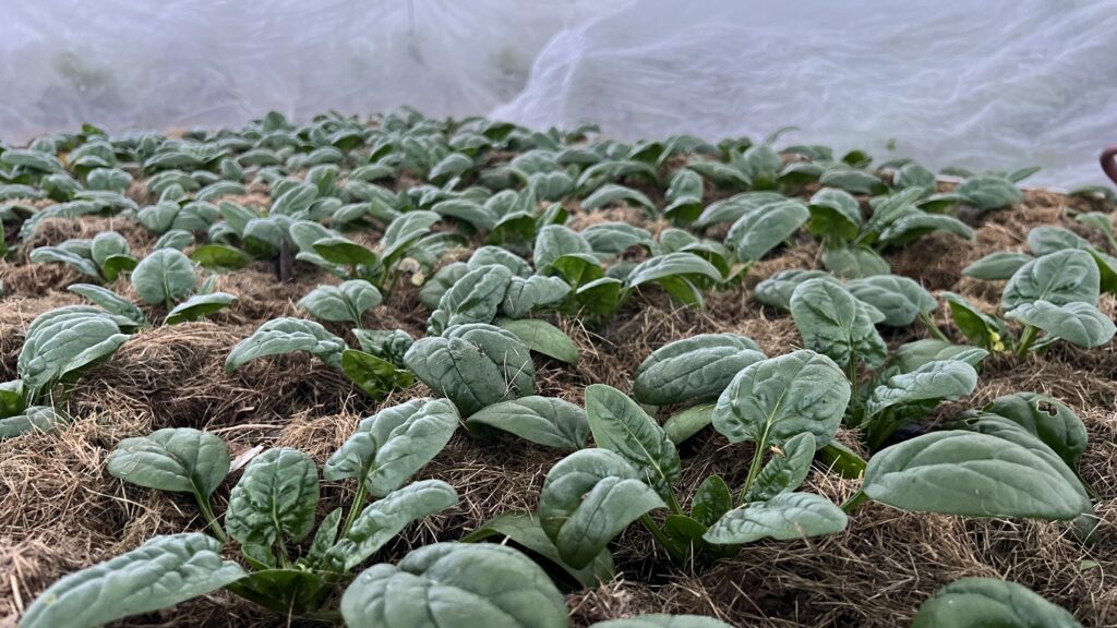 Vinterdyrket spinat i Yens Have (Yen Frydensberg Egebak) Vinterdyrket spinat i Yens Have (Yen Frydensberg Egebak)