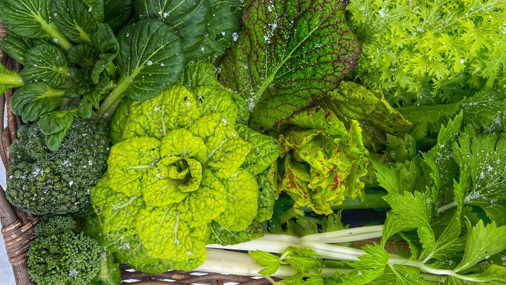 Yellow flower in the snow (foto: Yen Frydensberg Egebak) Kinakål Yellow flower in the Snow vinterdyrket i Yens Have