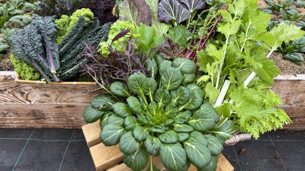 Vinterdyrkede grøntsager fra tunnelvæksthuset Yens Have