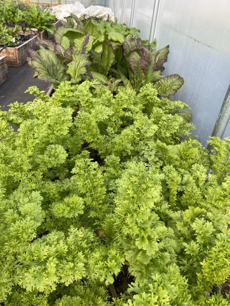 Bladsenneppen Wasabino, vinterdyrket i Yens Have