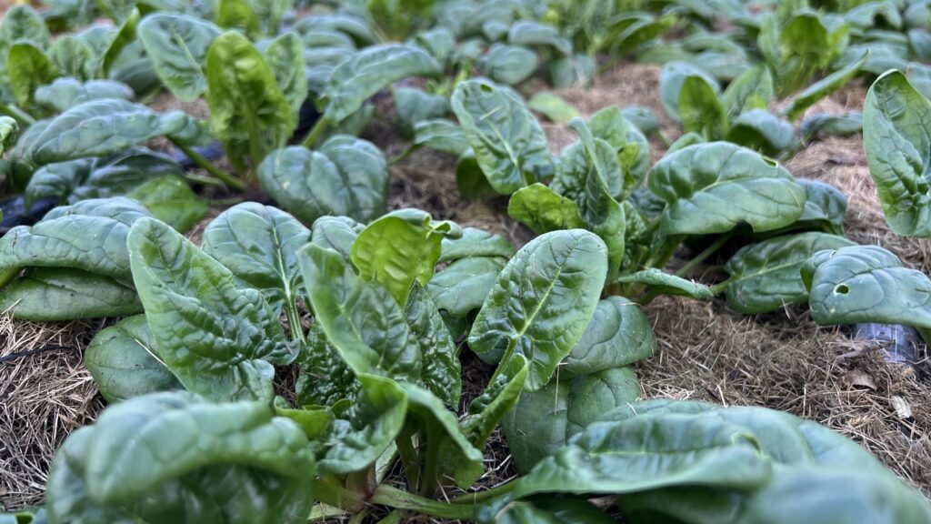 Høstklar spinat, Ginat Winter (foto: Yen Frydensberg Egebak) Vinterdyrket spinat, forspiret i oktober, af sorten Giant Winter som det ser ud i januar i drivhuset i Yens Have (Yen Frydensberg Egebak)