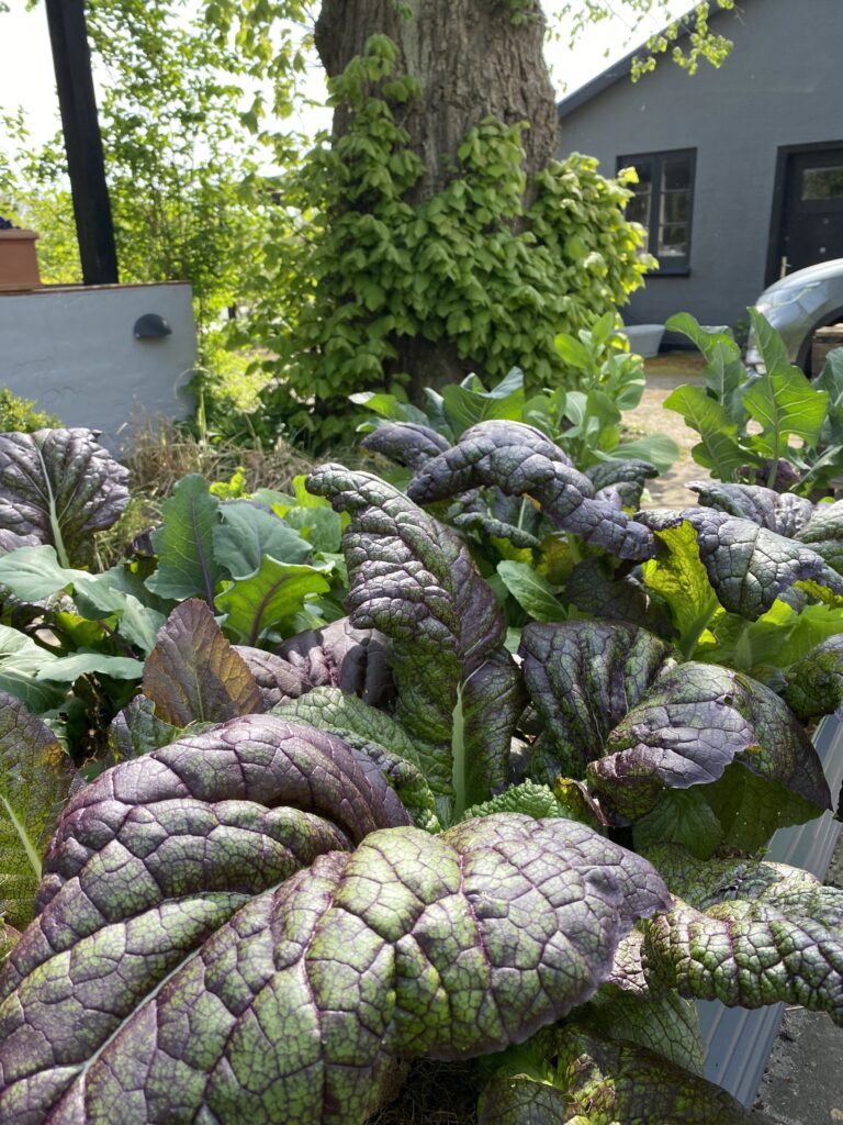 Vinterdyrket sennep på friland 'Osaka Purple'