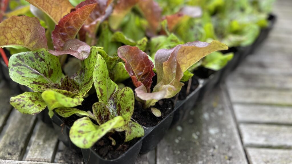 Salat klar til udplantning (foto: Yen Frydensberg Egebak) Salat til vinterdyrkning klar til udplantning i drivhus