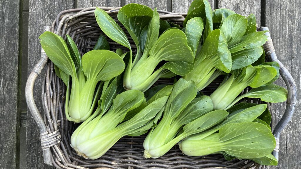 Pak Choi (foto: Yen Frydensberg Egebak) Vinterdyrket Green Stem Pak Choi i Yens Have