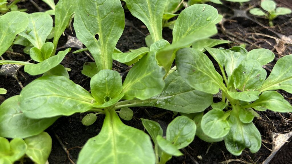 Vinterdyrket vårsalat (foto: Yen Frydensberg Egebak) Vinterdyrket vårsalat i Yens Have (Yen Frydensberg Egebak)