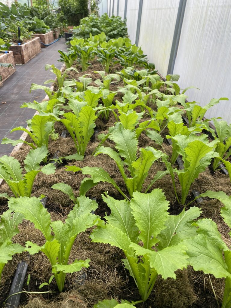 Green in snow vinterdyrket i drivhuset i Yens Have