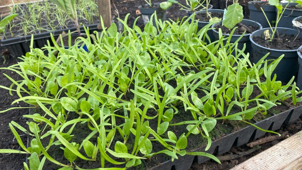 Forspiret spinat til vinterdyrkning (foto: Yen Frydensberg Egebak) Forspiret spinat til vinterdyrkning i Yens Have