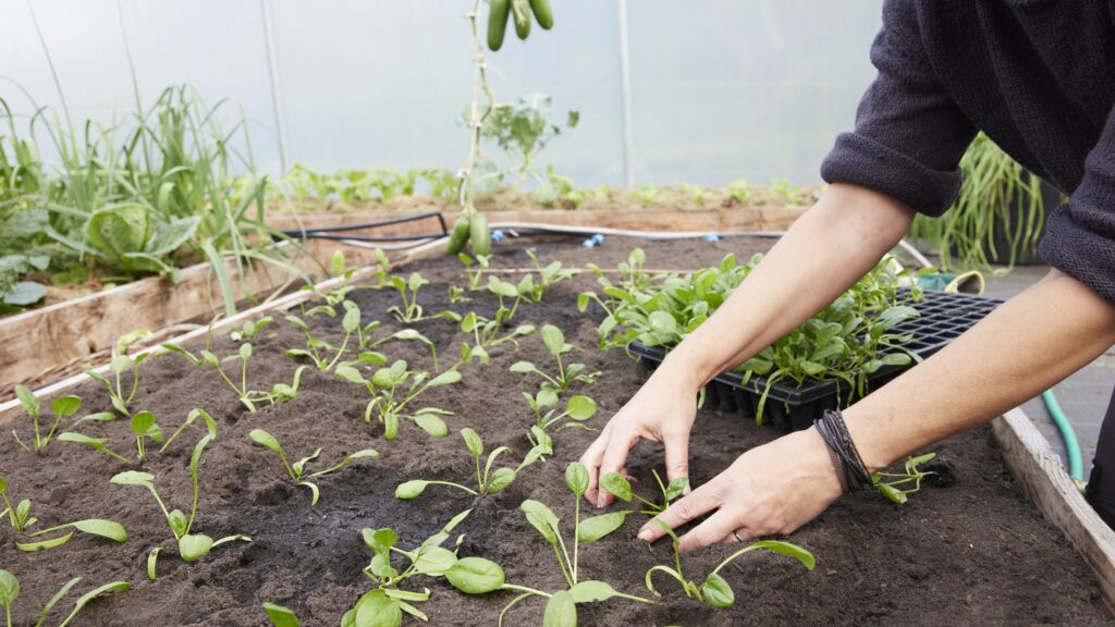 Udplantning af spinat i drivhuset i Yens Have (foto: Yen Frydensberg Egebak) Udplantning af spinat til vinterdyrkning i Yens Have (Yen Frydensberg Egebak)